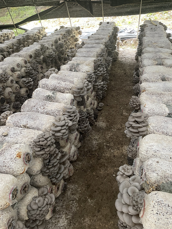 養殖基地